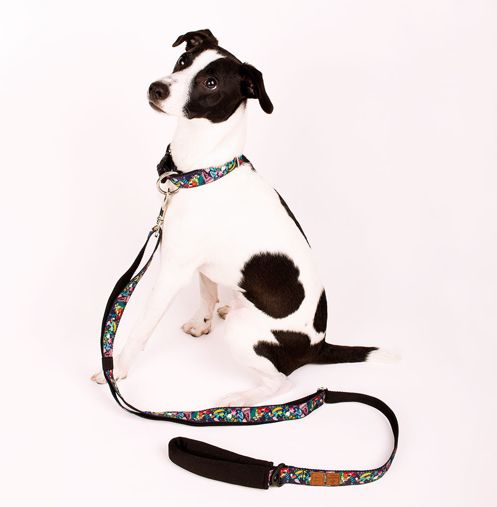 Colomba insignia Collar for pets