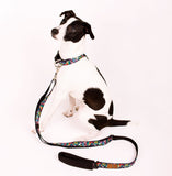 Colomba insignia Collar for pets